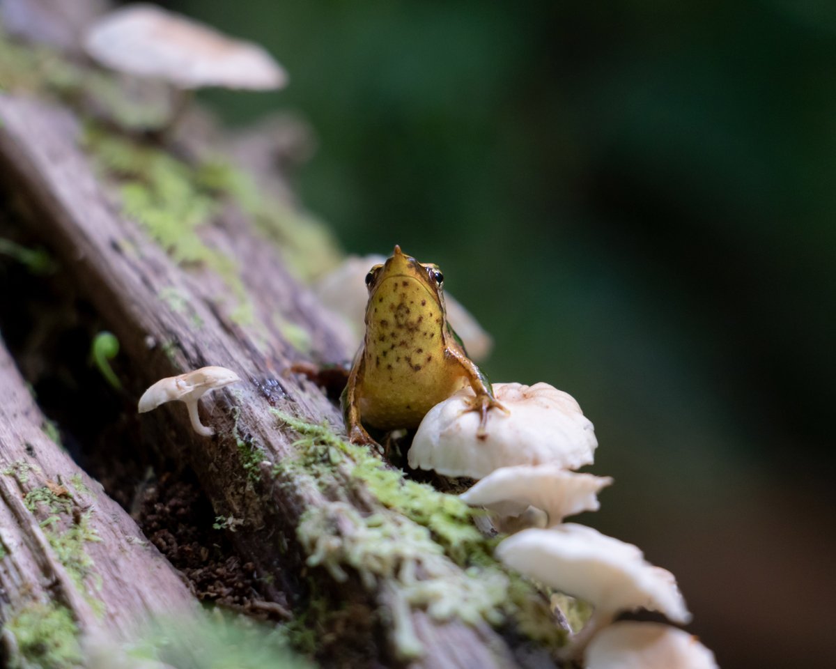 ladera_sur's tweet image. #ArtículoLS Pandemia de los anfibios devasta las poblaciones más grandes de ranita de Darwin🐸

🌐Un trabajó en conjunto con una red global de científicos para salvar a la ranita de Darwin, un anfibio emblemático de Chile.

🔗Revisa más detalles aquí:👇
ow.ly/YFWv50UpohZ