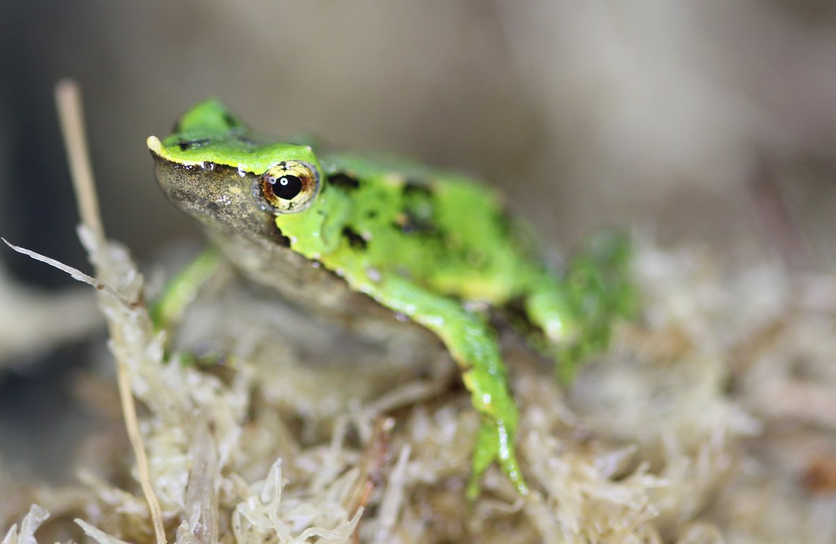 #ArtículoLS Pandemia de los anfibios devasta las poblaciones más grandes de ranita de Darwin🐸

🌐Un trabajó en conjunto con una red global de científicos para salvar a la ranita de Darwin, un anfibio emblemático de Chile.

🔗Revisa más detalles aquí:👇
ow.ly/YFWv50UpohZ