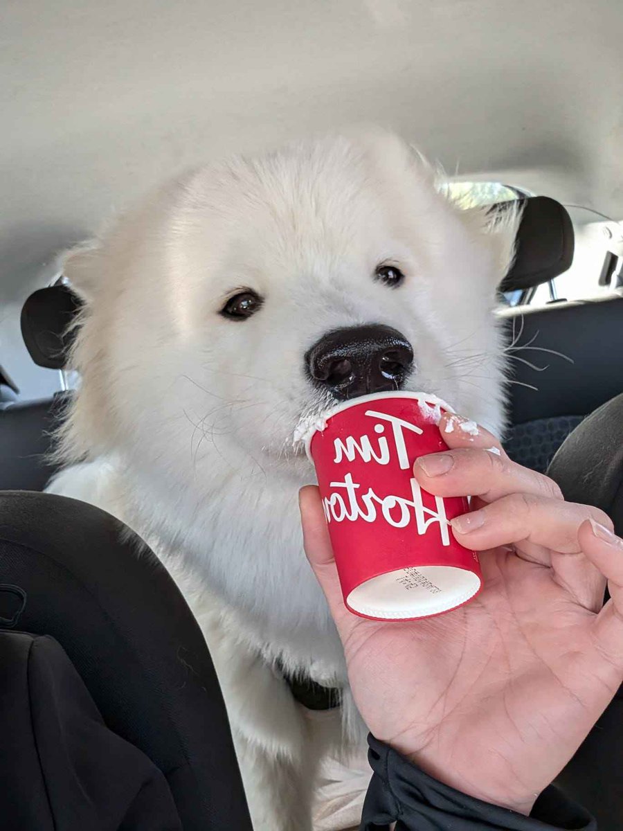 AeroBudCoin's tweet photo. 🐶 COMMUNITY PET SPOTLIGHT 🐱

Meet Arran, Miltoni’s derpy floof boi! Now that’s a model pose! 

MLEM MLEM/10 AeroBuds. Deserves all the pup cups in the world! 🐶🍨

If you'd like to have your pet be showcased in our community pet spotlight, send us a message with your pet's name and picture!
