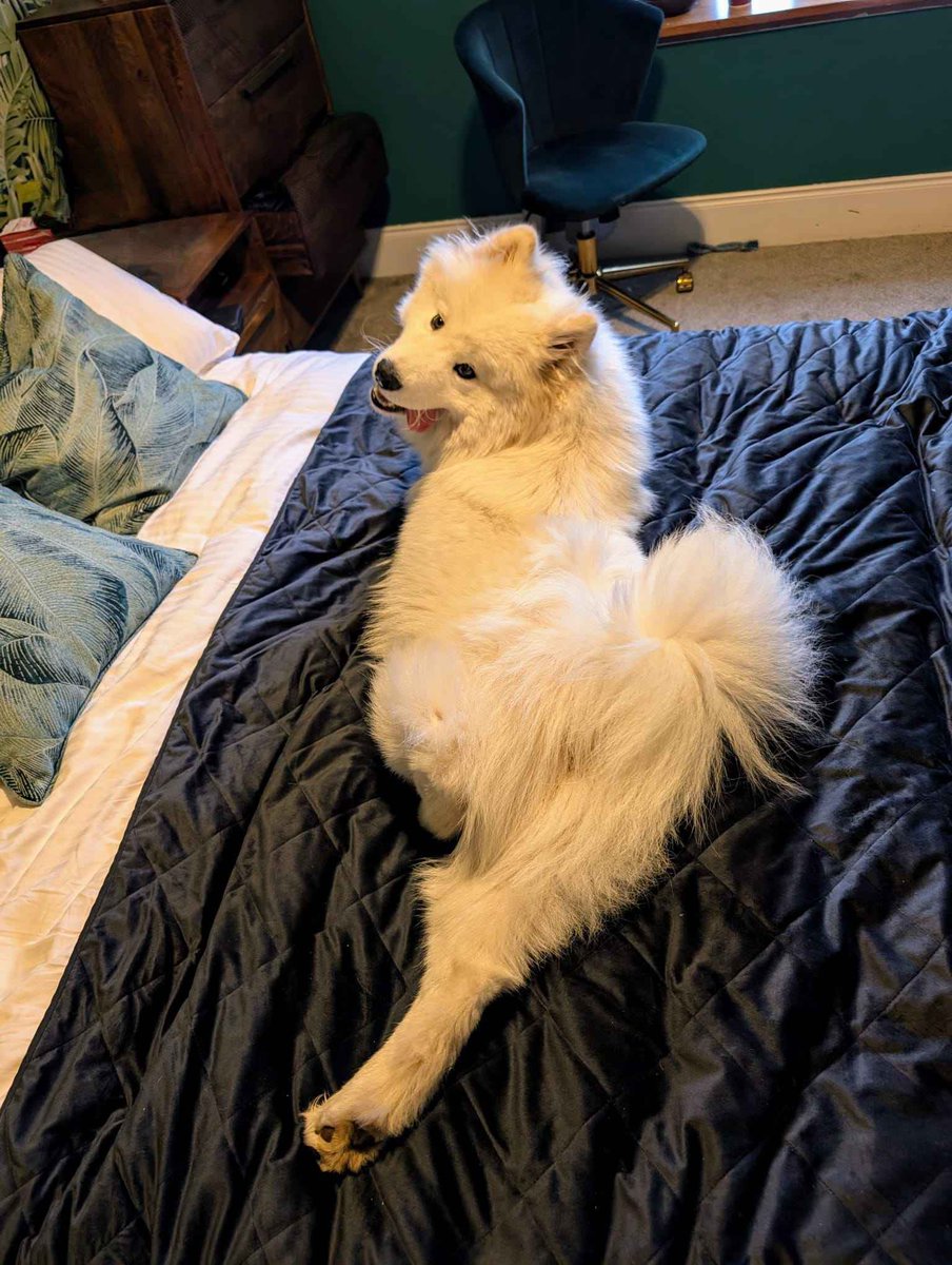 AeroBudCoin's tweet photo. 🐶 COMMUNITY PET SPOTLIGHT 🐱

Meet Arran, Miltoni’s derpy floof boi! Now that’s a model pose! 

MLEM MLEM/10 AeroBuds. Deserves all the pup cups in the world! 🐶🍨

If you'd like to have your pet be showcased in our community pet spotlight, send us a message with your pet's name and picture!
