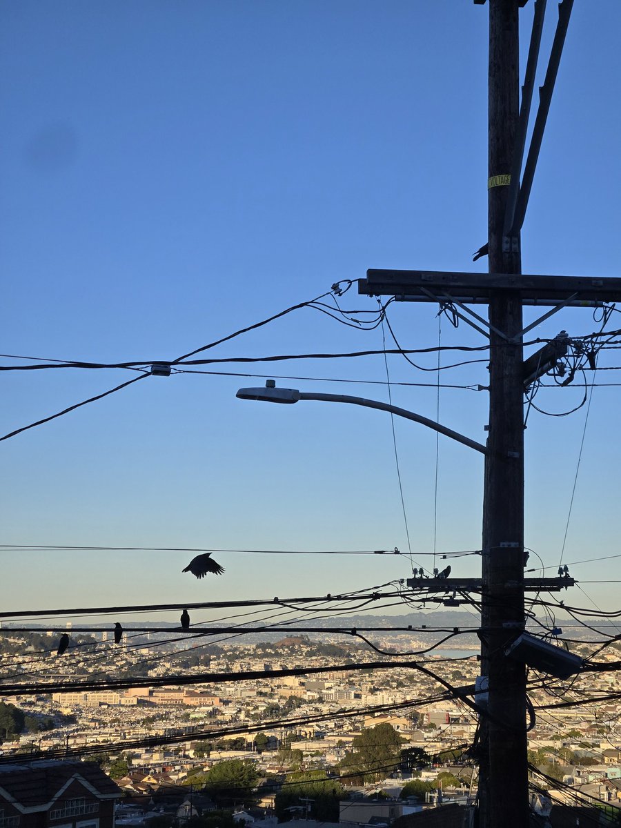 kidvishious's tweet image. Crows perching, flying, &amp;amp; scouting 🐦‍⬛🐦‍⬛🐦‍⬛
#Crows
#MurderOfCrows