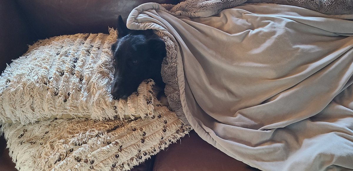 David 'JoelKatz' Schwartz tweet media