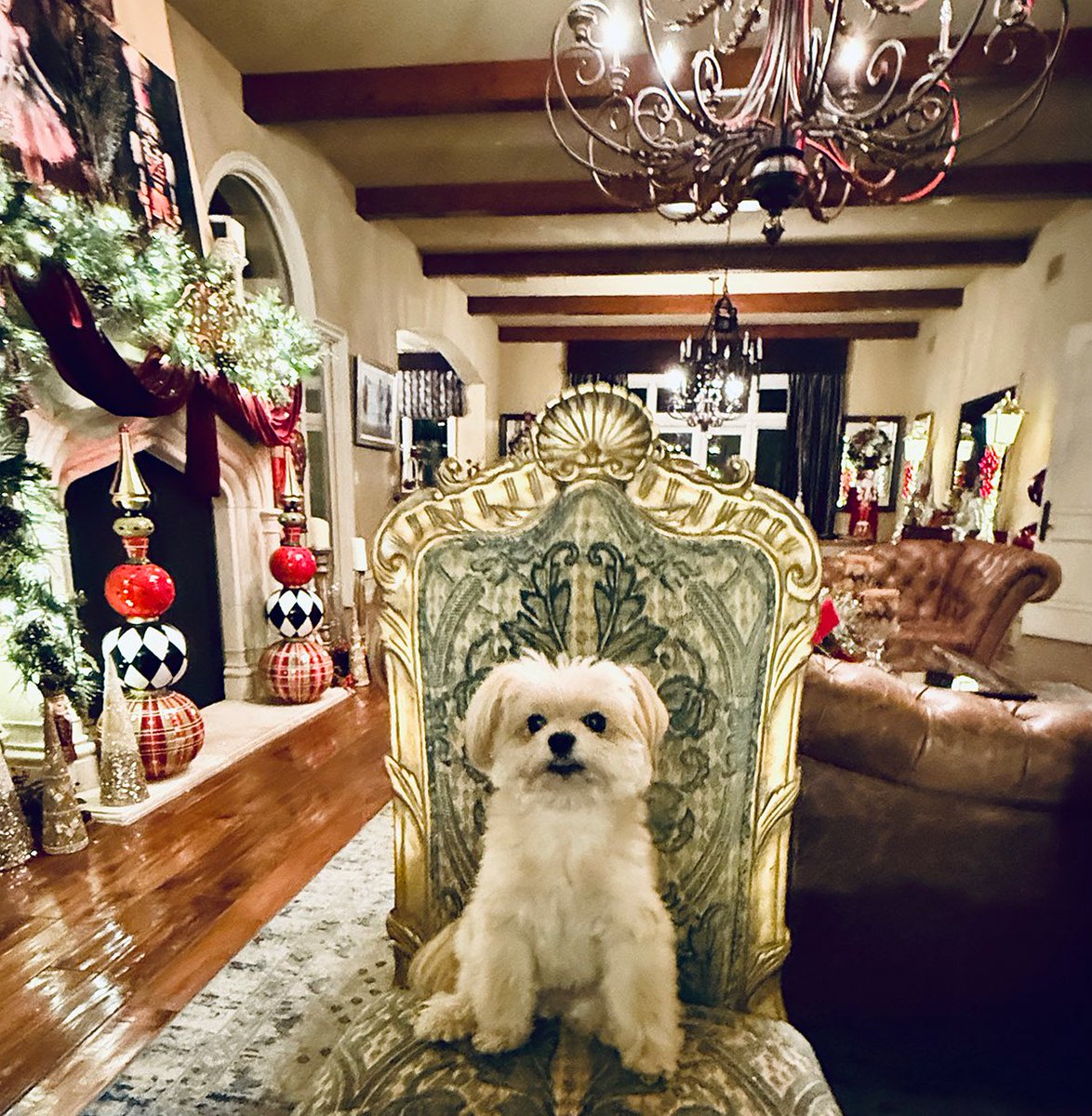 AdrienneMaloof's tweet image. Sitting patiently waiting for Santa — and hoping he brings me more treats than toys this year! 🐾🎅🎄 #PuppyWish #SantaPaws