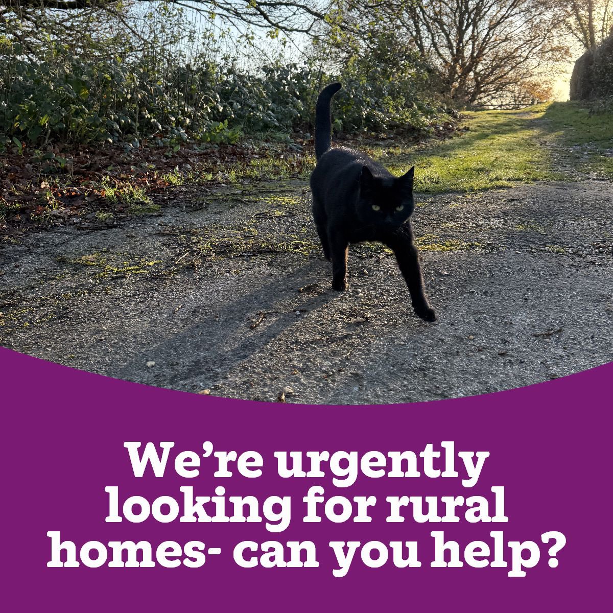 CatCentreUK's tweet image. 🚜🌳Urgent Rural Homing Appeal🌳🚜

We’re urgently looking for some rural homes for some of our current feline residents.