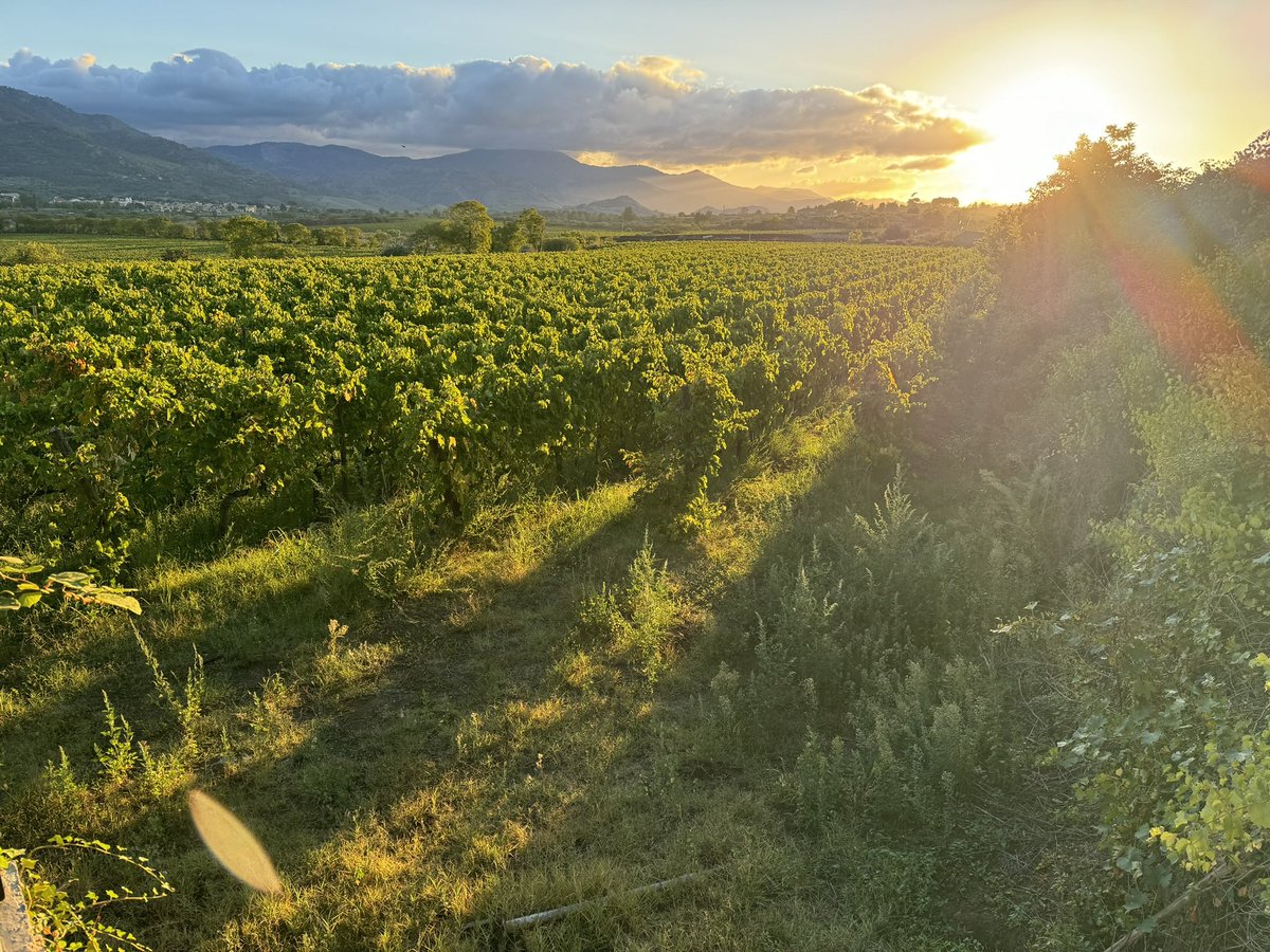 Vinotasting tweet media
