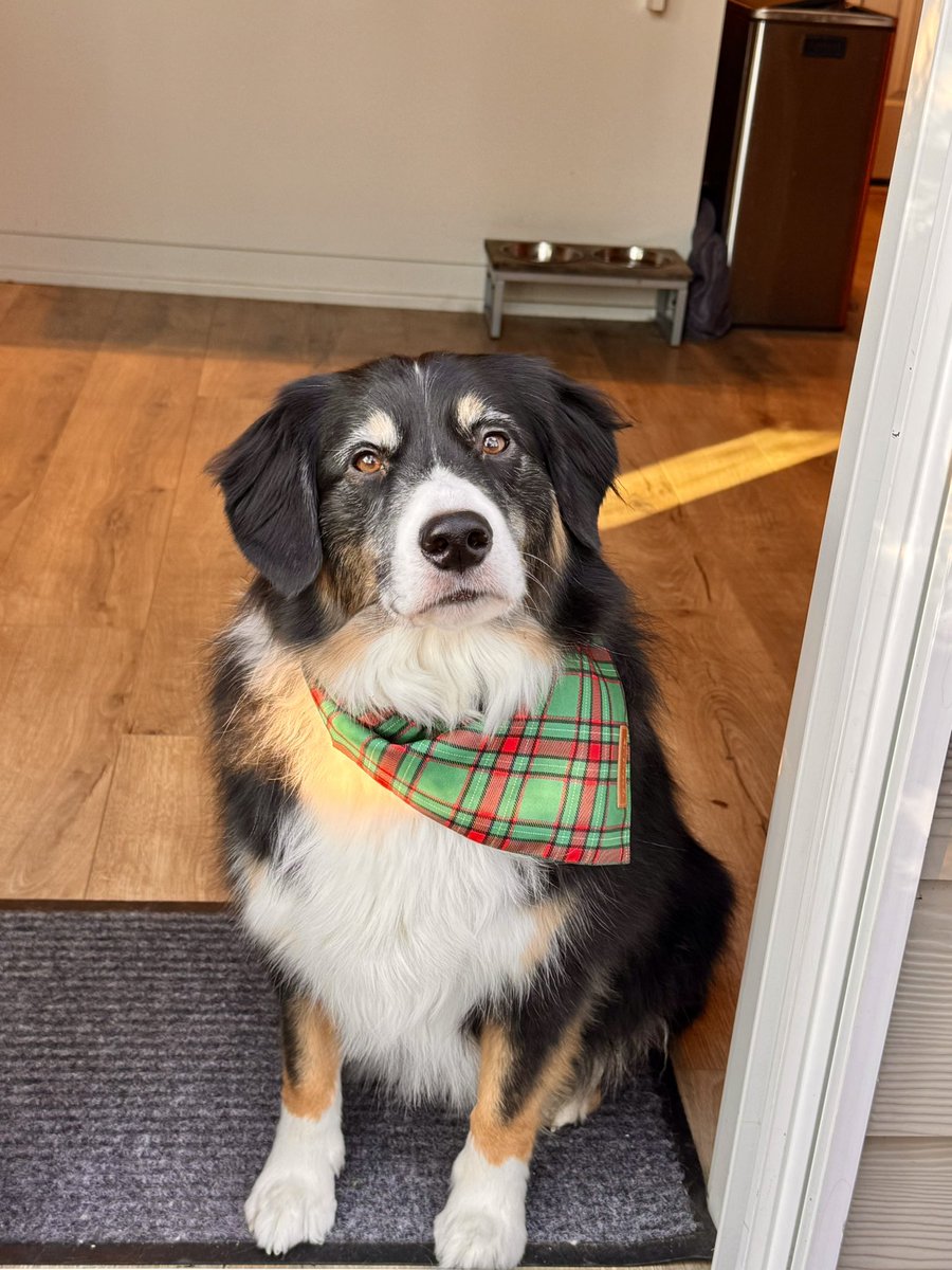 <a href="/JoelKatz/">David 'JoelKatz' Schwartz</a> My Dog Sven