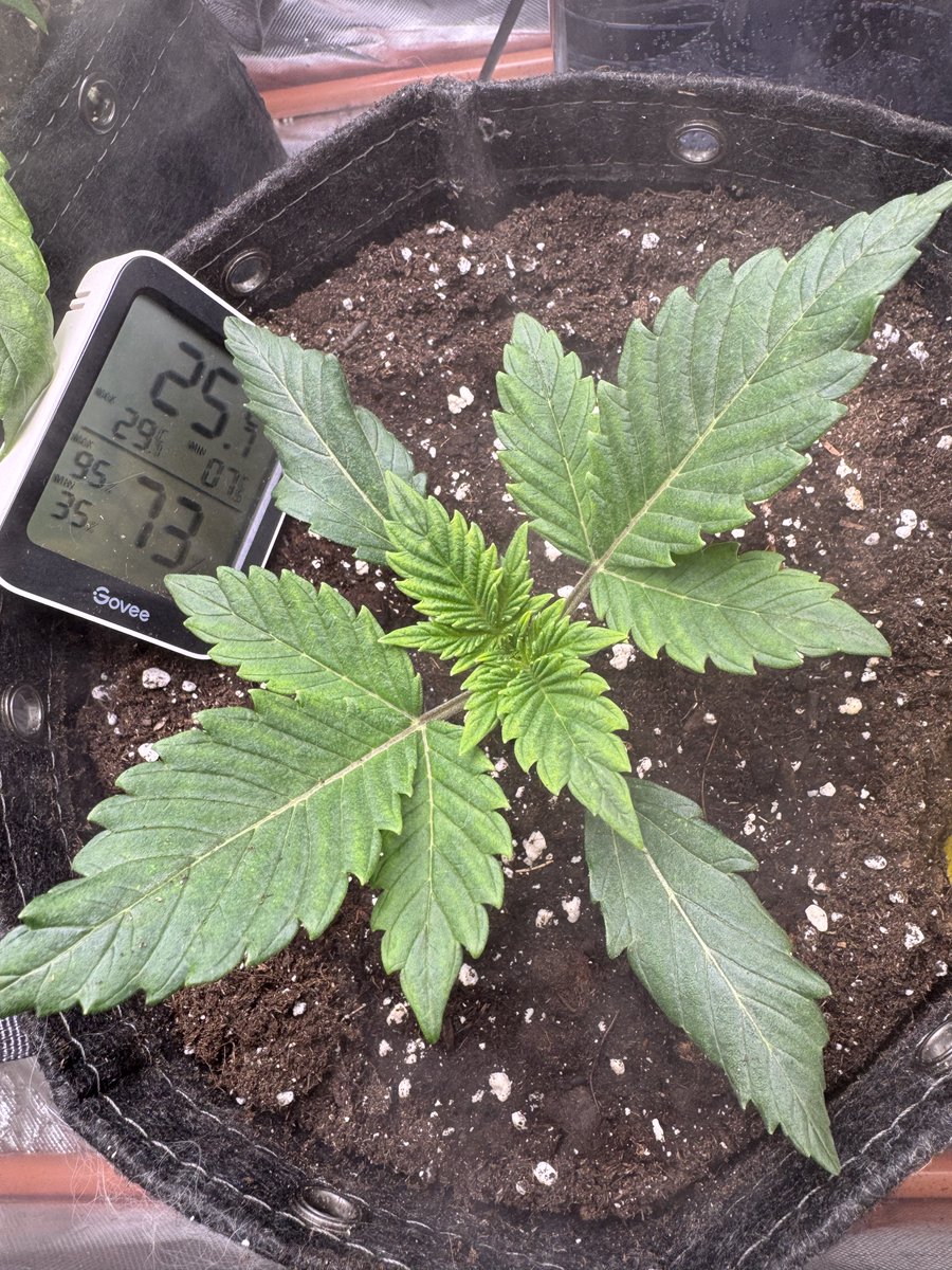 Limeade Oreoz <a href="/MephistoGenetic/">MephistoGenetics</a>