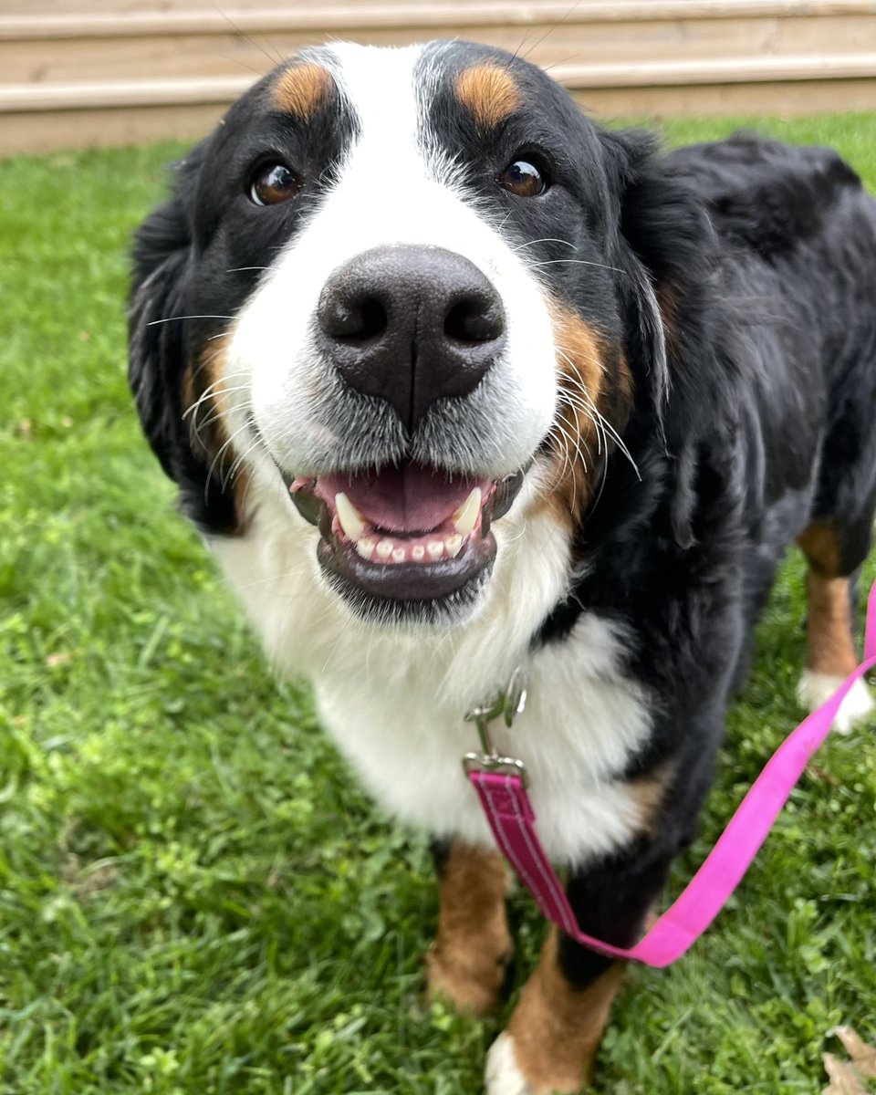 The Berner Bunch tweet media