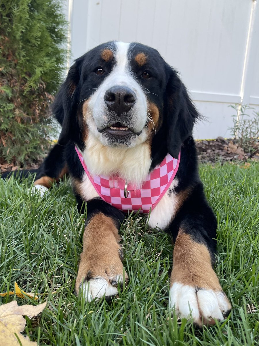 The Berner Bunch tweet media