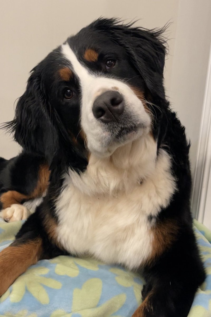 Meet our new BARC foster, Lexington (aka Lexi) 💗✨

She’s 2.5y/o and is such a sweet little girl! She’s been with us for a little over 2 weeks now and she’s adjusting great. Given her rough start at a puppy mill, she’s understandably very timid, but is making a lot of progress💗