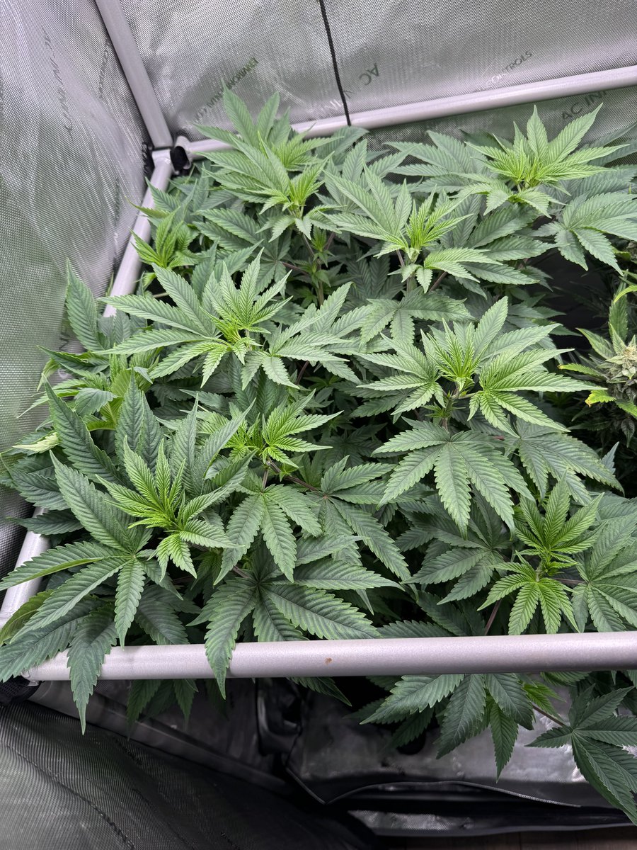 Papaya Sherbet <a href="/Fast_Buds/">Fast Buds</a>