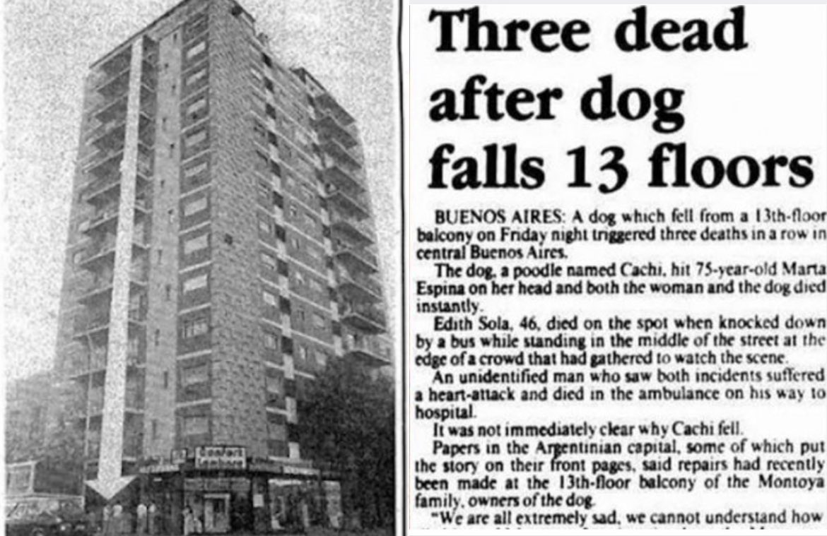 MorbidKnowledge's tweet photo. In 1988, in Buenos Aires, a poodle named Cachi fell from a building, landing on a woman, killing them both instantly. As the events unfolded, another woman, distracted and confused by the scene, was struck and killed by a passing bus. A man also died from a heart attack. https://t.co/aCSBvGDU6w