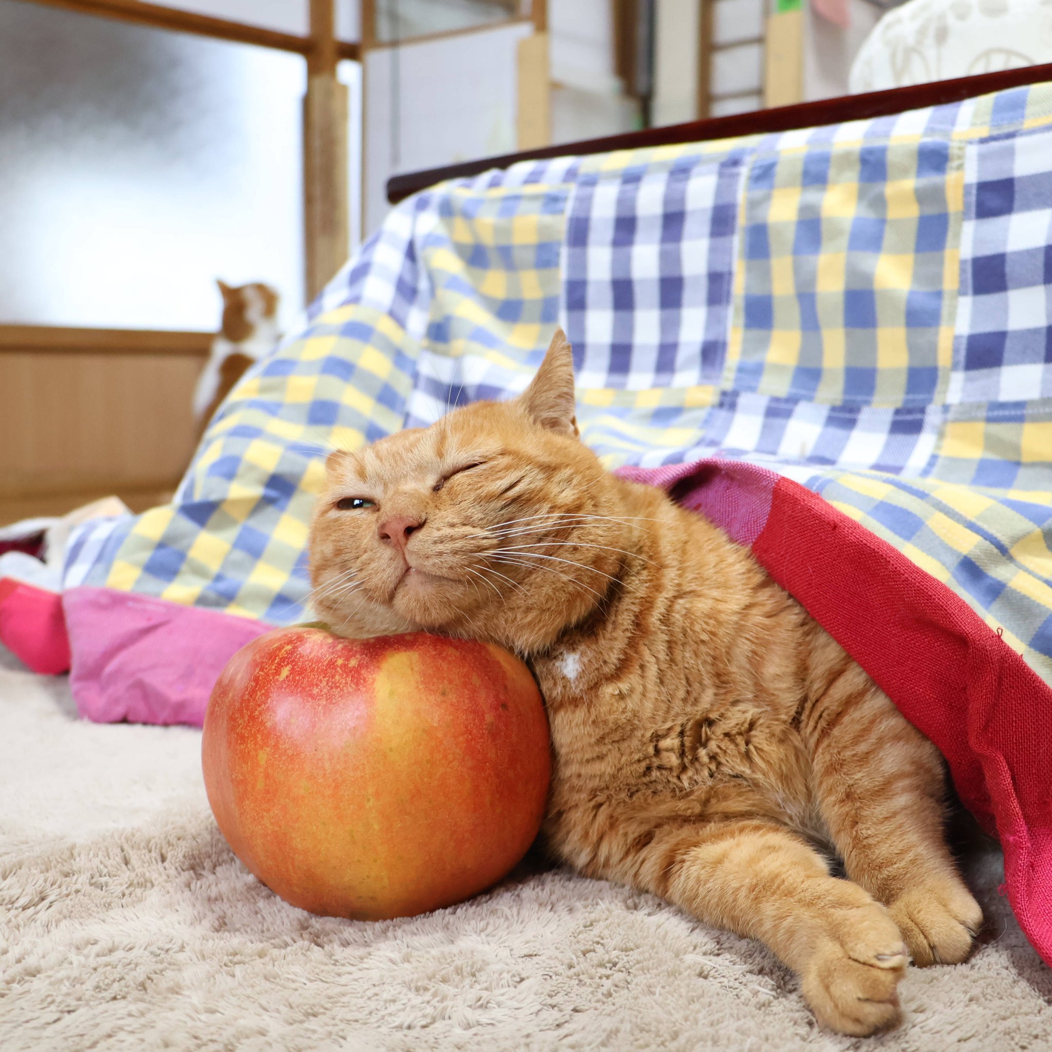 かご猫 blog on X: 