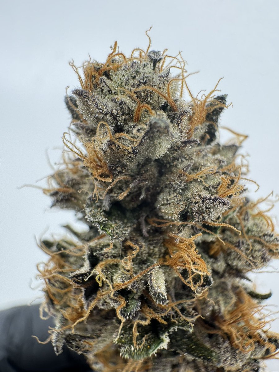 fivepointsfarm_'s tweet photo. Grape Overload flower! Seemed fitting to show you how the flower looks after or last rosin post!  We harvest for smokable flower and fresh frozen on the same day… no early pulls. 

#topshelf #mainemed #maine https://t.co/2rowcQWFsi