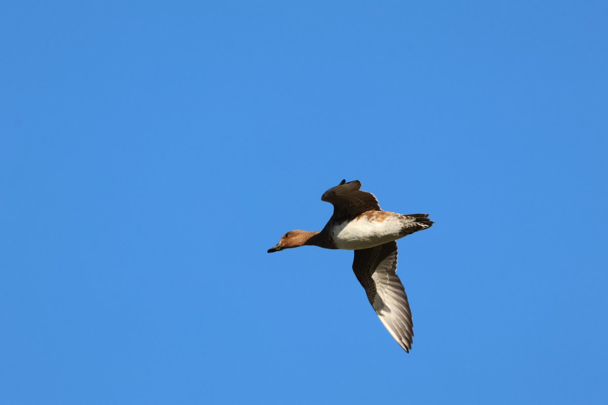 I've flown, so I'll be spending less time here until it dies. It probably already has. If you're wondering, the background of this photo gives a clue as to where you can find me... mostly with birds.
#wigeon