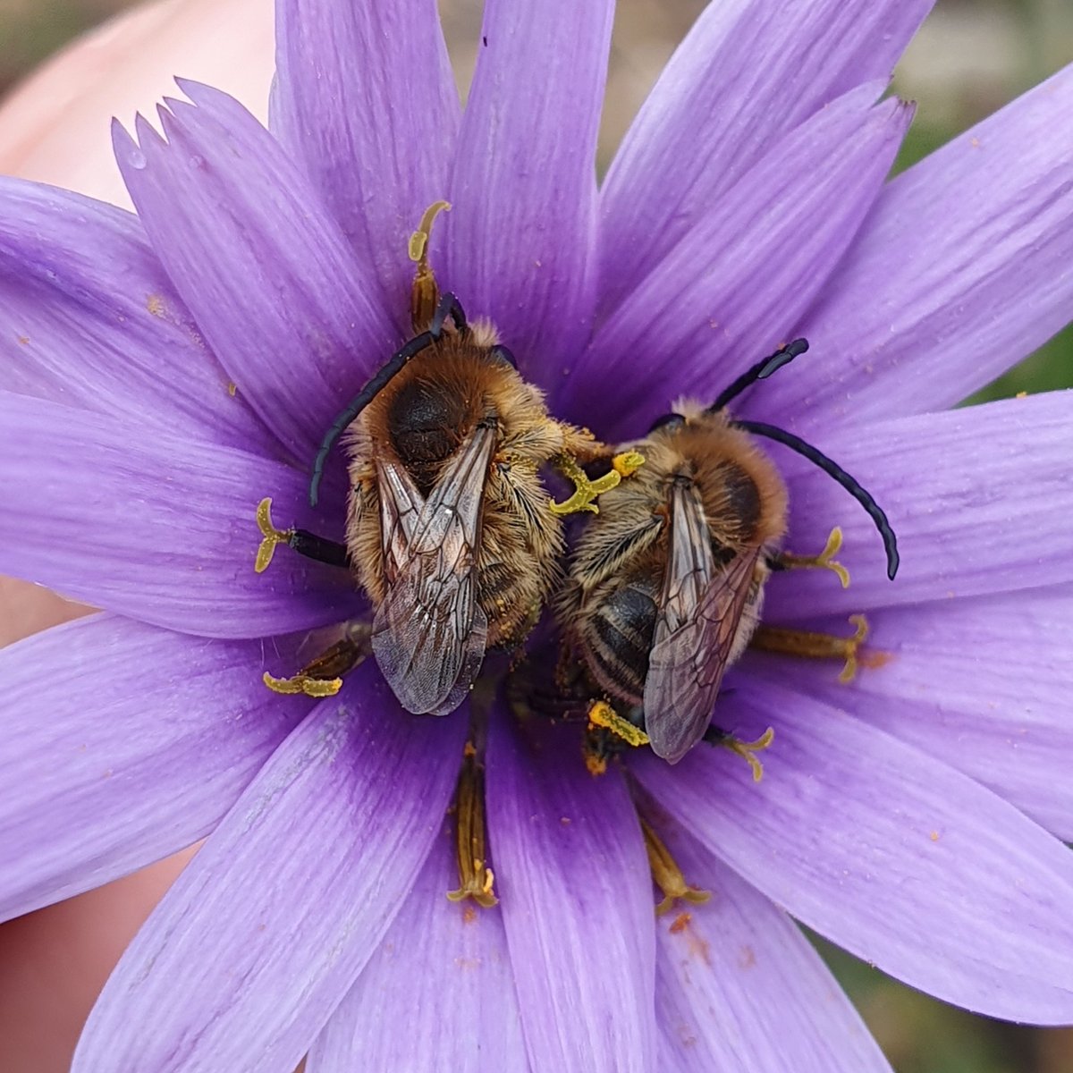 iNaturalistDZ's tweet photo. Eucera sp.
June, 2023
Constantine, Algeria 
Alt. 1193m

Two sleeping males

Link to the observation: 
https://t.co/P4F2DZNlaV

#Bees #Hymenoptera #Apidae
#Eucera #iNaturalist https://t.co/UKCISSUVfp