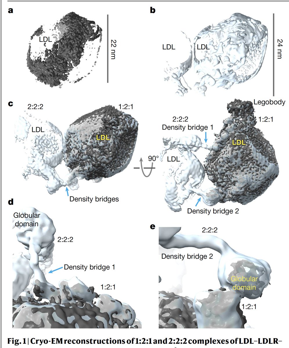 EricTopol's tweet photo. Seeing the LDL (the bad cholesterol) structure, with its apoB100 component, bound to its receptor, for the first time, thanks to cryo-EM and  #AlphaFold2
@Nature
https://t.co/vSDJOKvIhp
https://t.co/mODuFzVPoD
@CKeithCassidy https://t.co/UnTfBMkP31