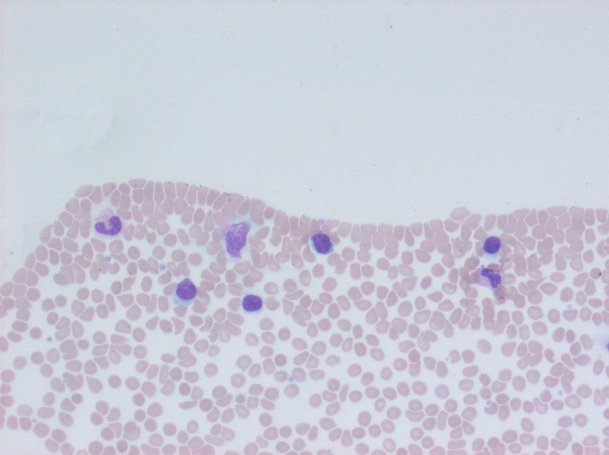 Jeremiah Karrs, DO tweet media