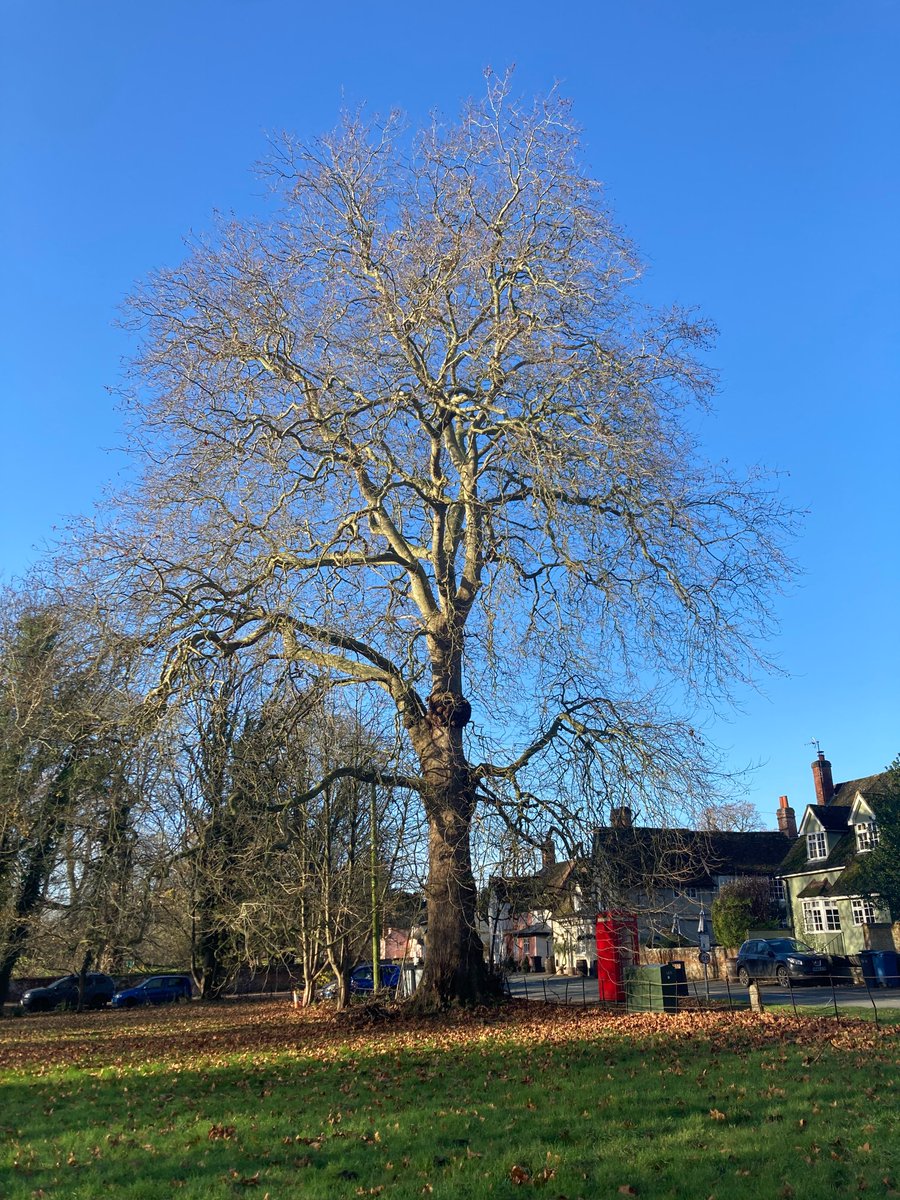 Haydenstrees's tweet photo. Look at this fantastic Plane tree spotted out on site 👀#arboriculture #workingoutdoors https://t.co/FlRJoN7Ekr