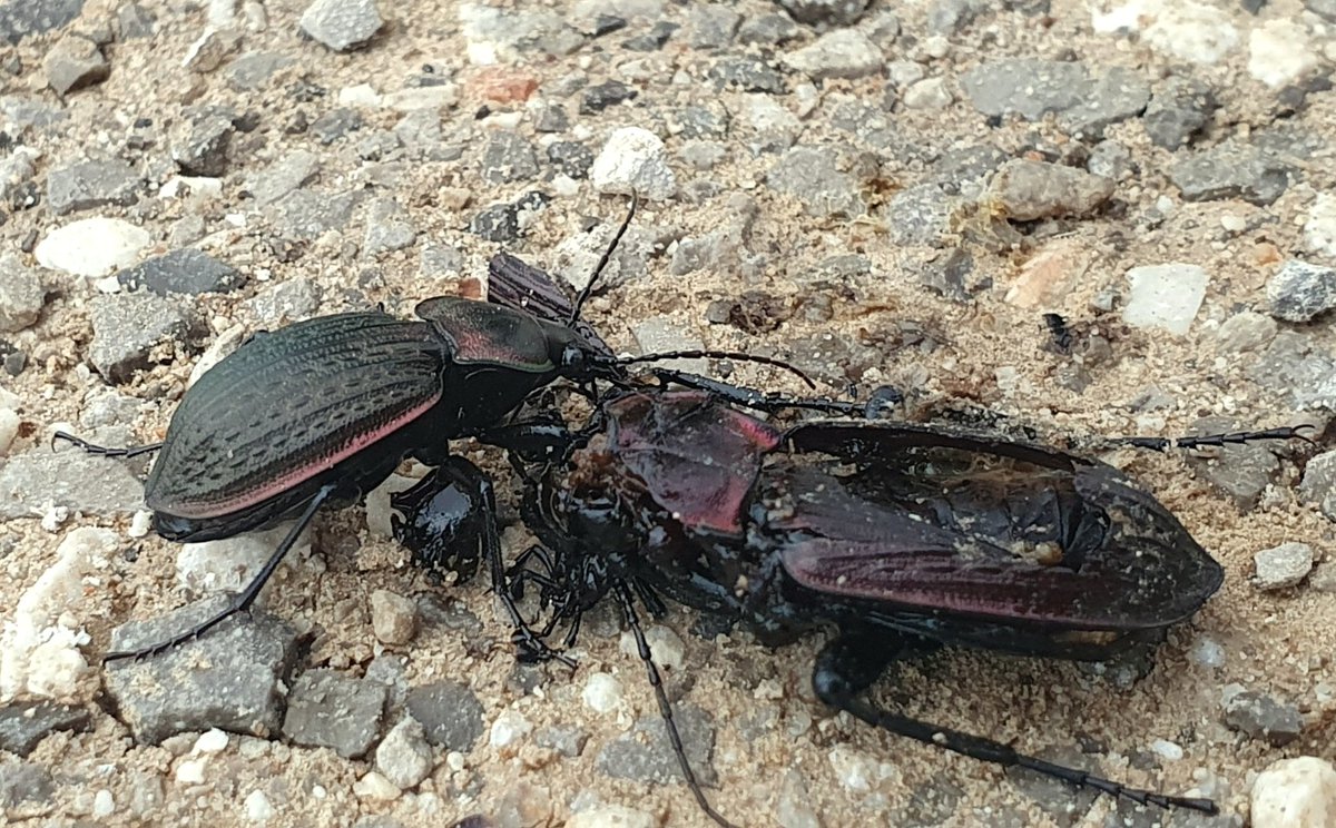 iNaturalistDZ's tweet photo. Carabus famini ssp. algiricus feeding on Carabus morbillosus
December, 2020
Constantine, Algeria
Alt. 1130m

Link to the observation: 
https://t.co/tdEkgKmtPu

#Entomology
#Insects #Coleoptera #Carabidae #Carabus #iNaturalist https://t.co/emPCHBoCE2