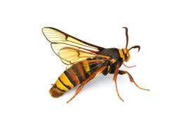 Does anyone know who this is? He walked into the nest this morning and hes asking for our nectar
