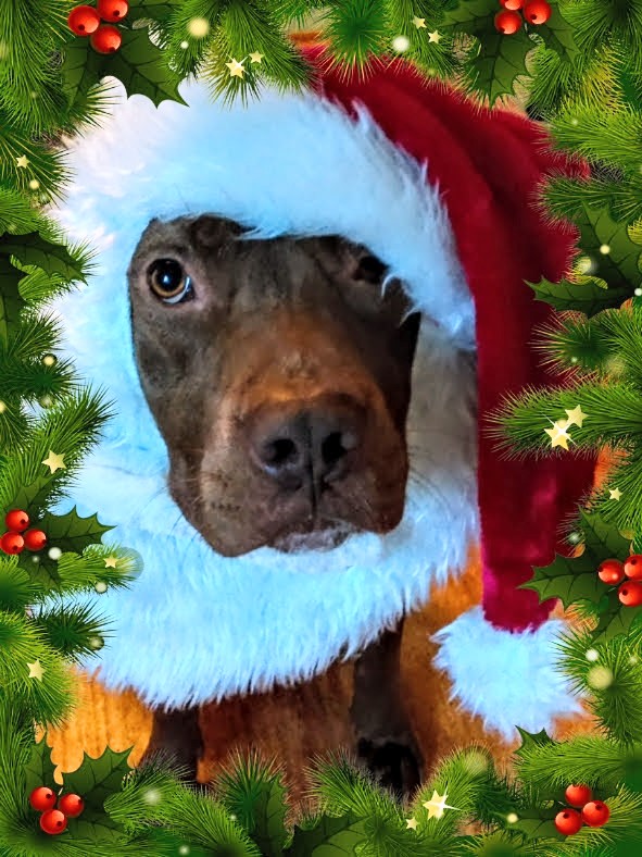 ljhamilton88's tweet photo. Good morning my friend's.  Marley love's his Santa hat🎅😆  i got Marley and baby sitter while I have my surgery.  He'll be a little lonely,  but he's in good hands. My hope is that this surgery finally works. It'll change my life for the better. 👍😊 💕from Marley and me ☕️⛄️🎄 https://t.co/eIMsyOl7JY