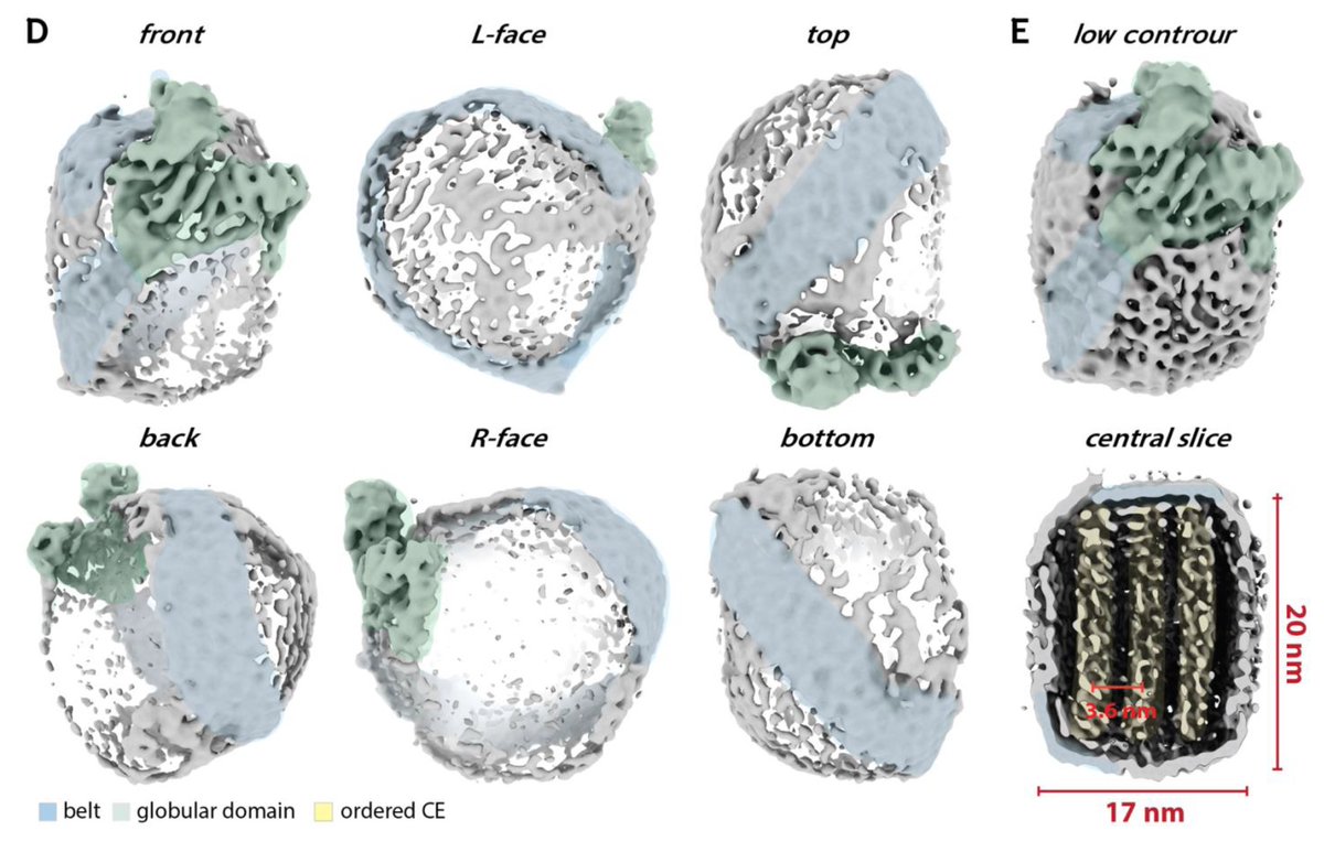 EricTopol's tweet photo. Seeing the LDL (the bad cholesterol) structure, with its apoB100 component, bound to its receptor, for the first time, thanks to cryo-EM and  #AlphaFold2
@Nature
https://t.co/vSDJOKvIhp
https://t.co/mODuFzVPoD
@CKeithCassidy https://t.co/UnTfBMkP31
