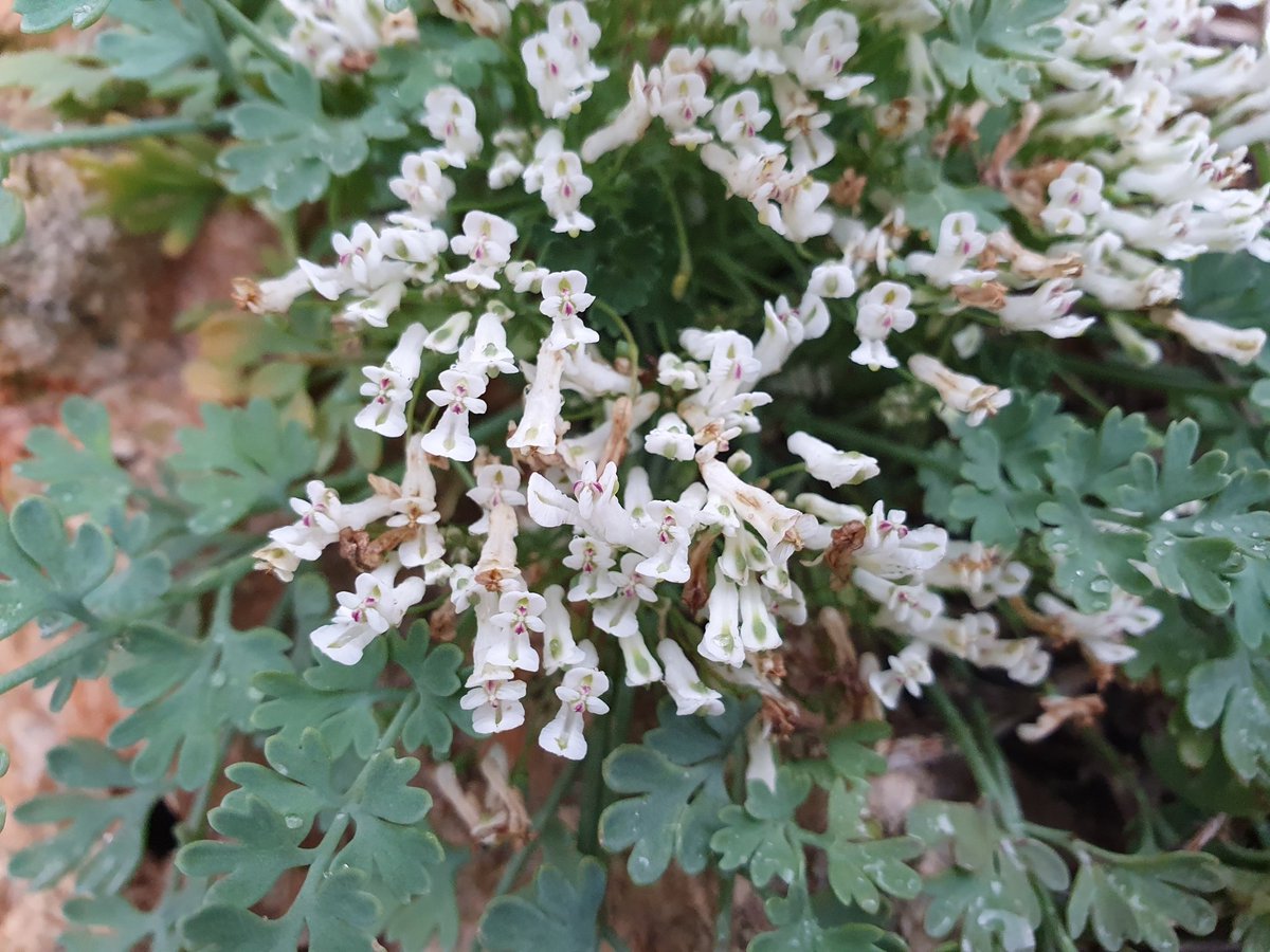 iNaturalistDZ's tweet photo. Rupicapnos numidica
May, 2023
Constantine, Algeria 

This saxicolous species is endemic to cliffs in northeastern Algeria and western Tunisia.

#Botany #Papaveraceae #Rupicapnos #iNaturalist https://t.co/2ZEHxVz0WJ