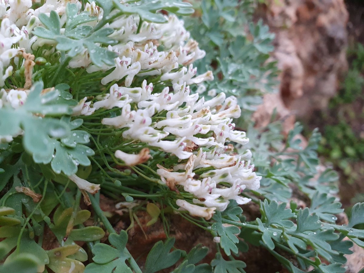 iNaturalistDZ's tweet photo. Rupicapnos numidica
May, 2023
Constantine, Algeria 

This saxicolous species is endemic to cliffs in northeastern Algeria and western Tunisia.

#Botany #Papaveraceae #Rupicapnos #iNaturalist https://t.co/2ZEHxVz0WJ