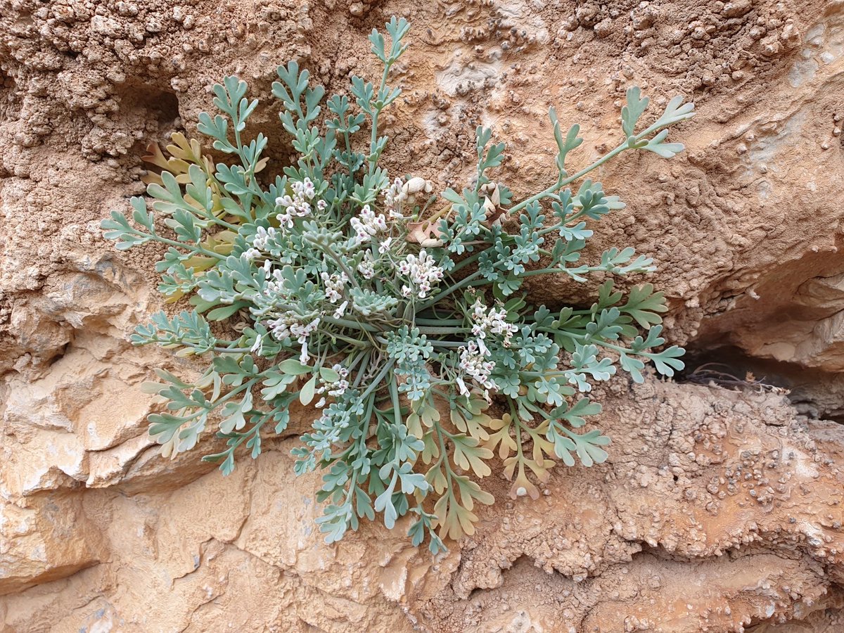 iNaturalistDZ's tweet photo. Rupicapnos numidica
May, 2023
Constantine, Algeria 

This saxicolous species is endemic to cliffs in northeastern Algeria and western Tunisia.

#Botany #Papaveraceae #Rupicapnos #iNaturalist https://t.co/2ZEHxVz0WJ