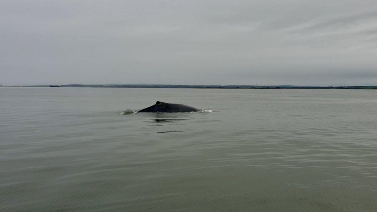 omainnintomas's tweet image. A #humpback #whale is continuing to feed in the Shannon estuary.

It’s the first time the species has been recorded by @IWDGnews in the estuary.
They have appealed to shipping companies in the busy estuary to reduce speed to minimise the risk of collision with the whale.