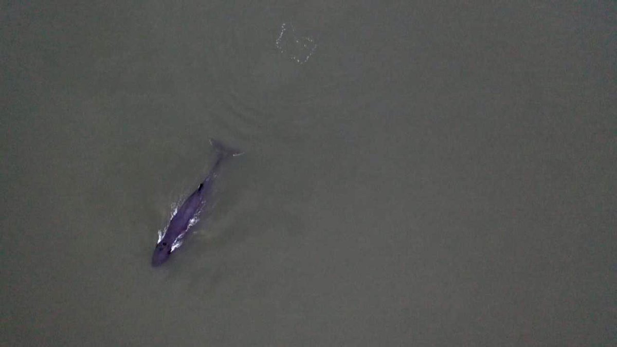 Tomás O Mainnín (@omainnintomas) on Twitter photo A #humpback #whale is continuing to feed in the Shannon estuary.
It’s the first time the species has been recorded by <a href="/IWDGnews/">Irish Whale and Dolphin Group</a> in the estuary.
They have appealed to shipping companies in the busy estuary to reduce speed to minimise the risk of collision with the whale. A #humpback #whale is continuing to feed in the Shannon estuary.
It’s the first time the species has been recorded by <a href="/IWDGnews/">Irish Whale and Dolphin Group</a> in the estuary.
They have appealed to shipping companies in the busy estuary to reduce speed to minimise the risk of collision with the whale.