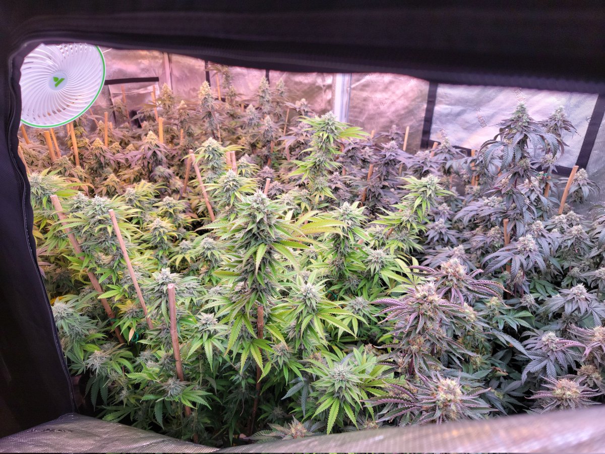 Variety is the spice of life. 🔥