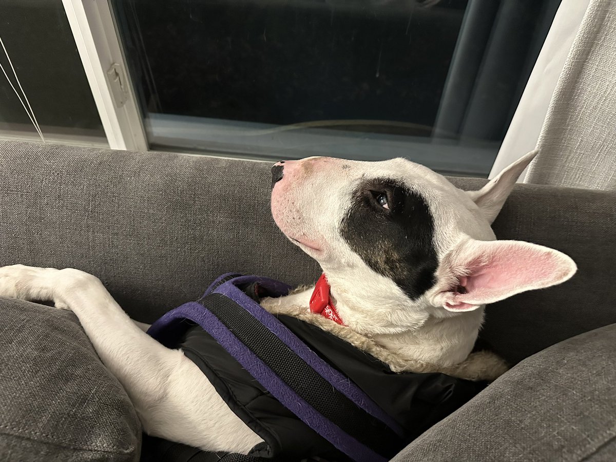 ZeroIsaGoodBoy's tweet photo. No walk! On wistful gazing!! https://t.co/nlBH70HExx