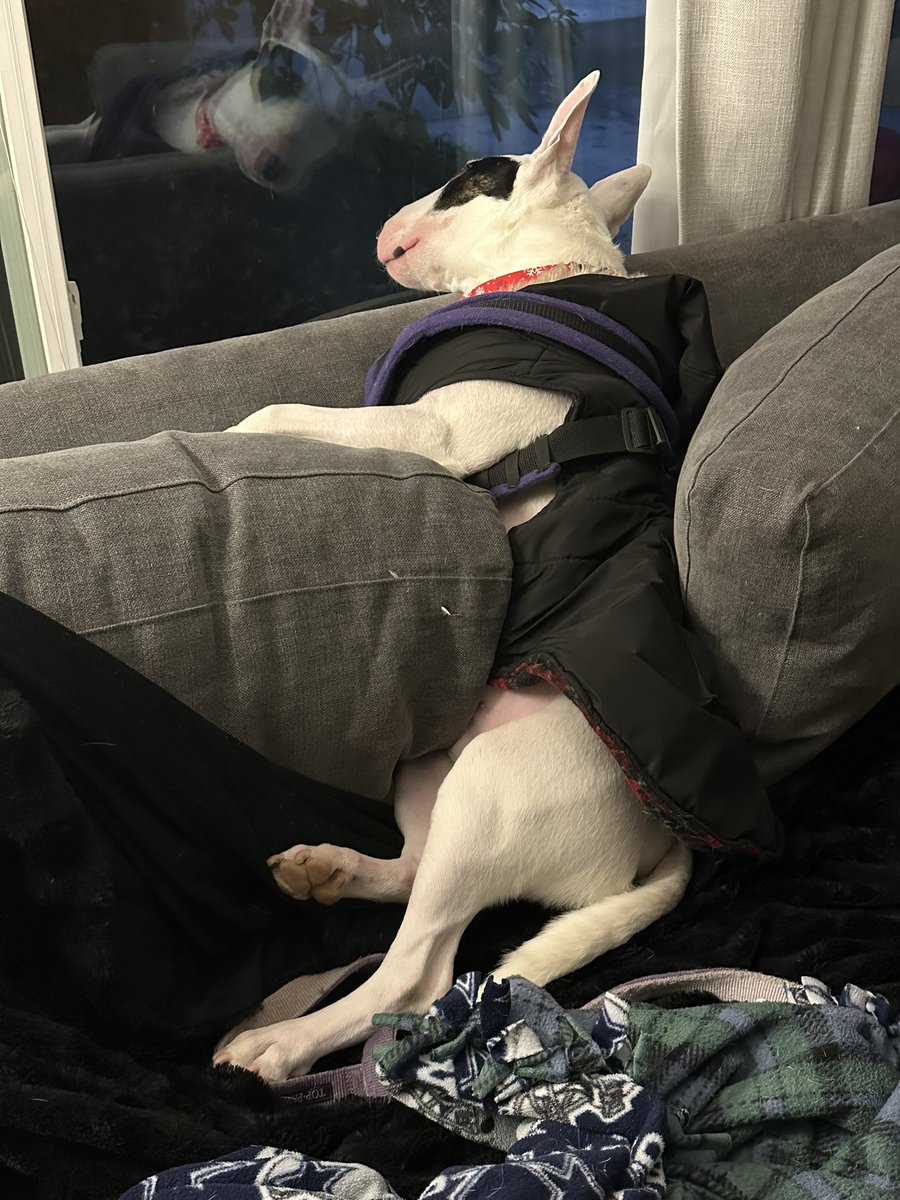 ZeroIsaGoodBoy's tweet photo. No walk! On wistful gazing!! https://t.co/nlBH70HExx