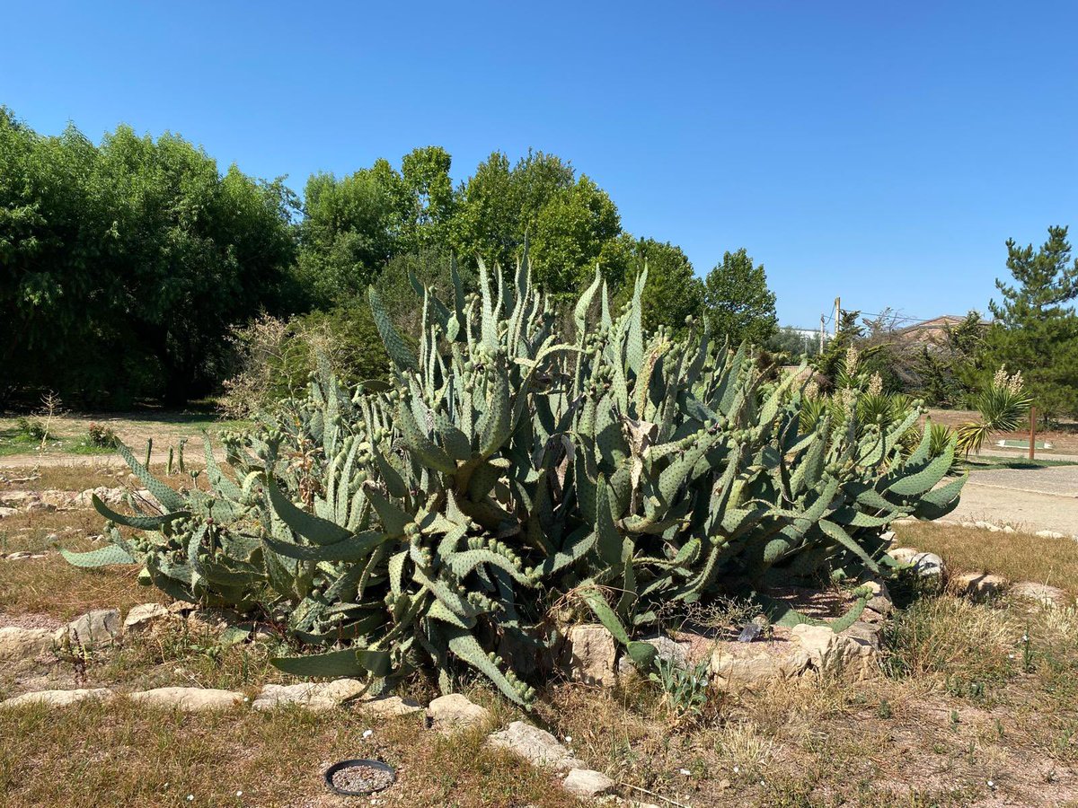 Arborètum Lleida - Dr. Pius Font i Quer (@arboretumlleida) on Twitter photo 🗓️ Aquest diumenge hi ha un recorregut perceptiu sobre plantes invasores i imaginaris socio-naturals, a càrrec de Vicky Benítez (artista i jardinera) i <a href="/Alex_JEscario/">Alejandro Juárez-Escario</a> (botànic i director de l’Arborètum)
Per inscriure’t 👇🏻
forms.office.com/e/nYZ1zKNsbP
+info:
lapanera.cat/ca/programacio… 🗓️ Aquest diumenge hi ha un recorregut perceptiu sobre plantes invasores i imaginaris socio-naturals, a càrrec de Vicky Benítez (artista i jardinera) i <a href="/Alex_JEscario/">Alejandro Juárez-Escario</a> (botànic i director de l’Arborètum)
Per inscriure’t 👇🏻
forms.office.com/e/nYZ1zKNsbP
+info:
lapanera.cat/ca/programacio…