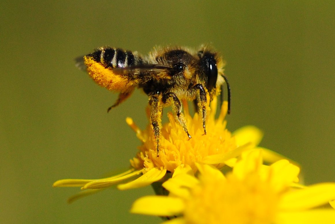 Insect Welfare Research Society tweet media