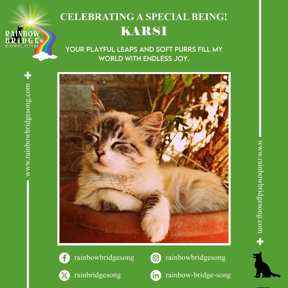 RainBridgeSong's tweet photo. Your playful leaps and soft purrs fill my world with endless joy.

#RBS #RainbowBridgeSong #RainbowBridge #CelebratingASpecialBeing #PetsLove #Cute #Photography #PetLovers #HappyCatLife #HealthyFeline #CutePets #Purrfection #JoyfulPaws #AnimalFriends #CatLovers #Purrfect https://t.co/py0p89wX49