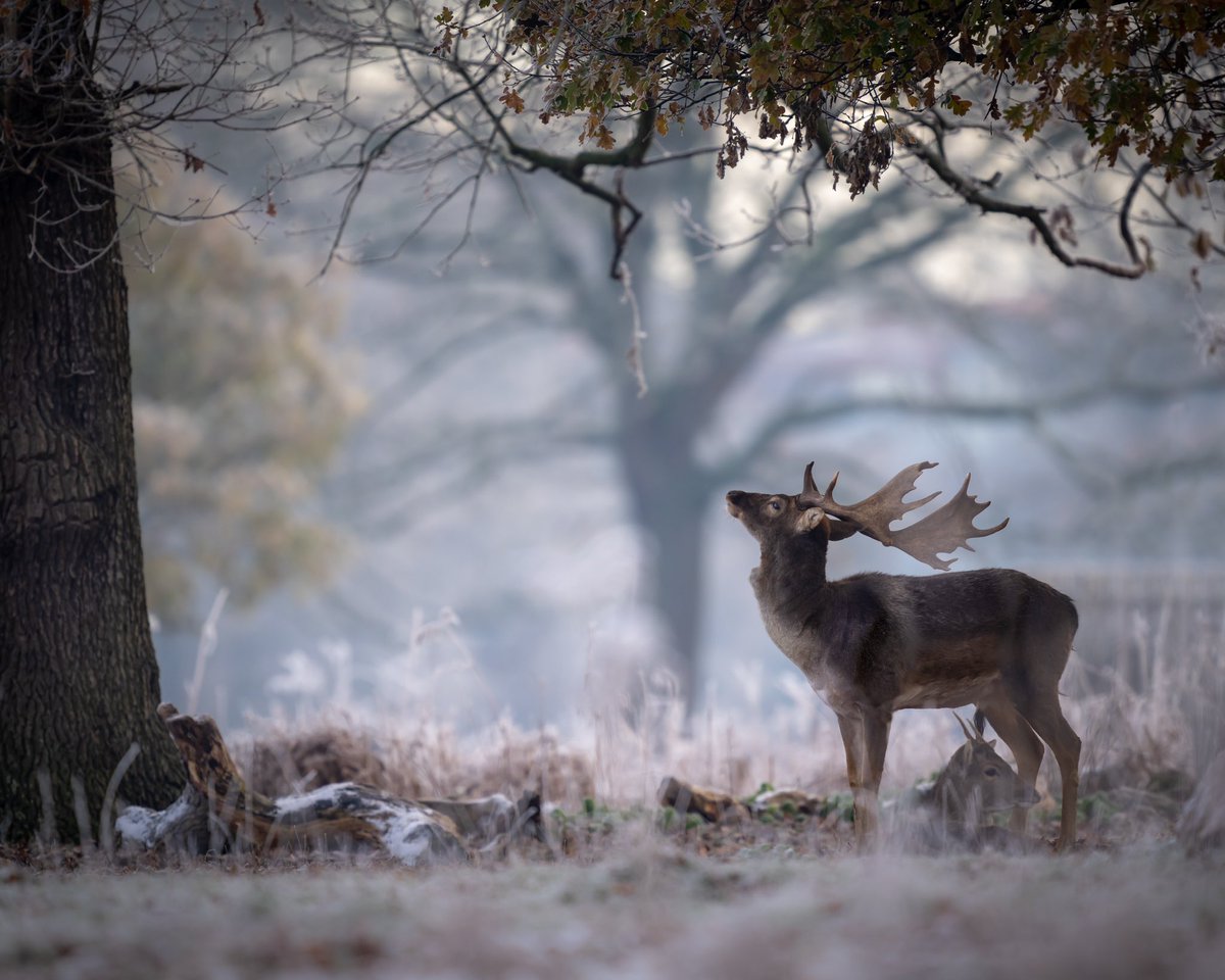 Paul__Browning_'s tweet image. This is my Christmas card to you all.
I hope you have a fantastic holidays. 
🙏🎄✨