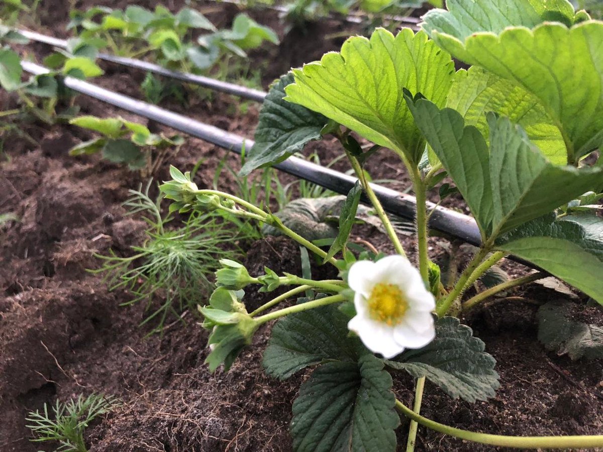 Rocsta_farm's tweet photo. FRUIT SET SAGE OF STRAWBERRIES
When flowers is about to fruit it called FRUIT SET STAGE
Comment, Like & Repost.
Follow @Rocsta_farm for daily farming Tips.
#farmexplore #fruitsetstage
@PichaNzuri https://t.co/jWrGsR9me1