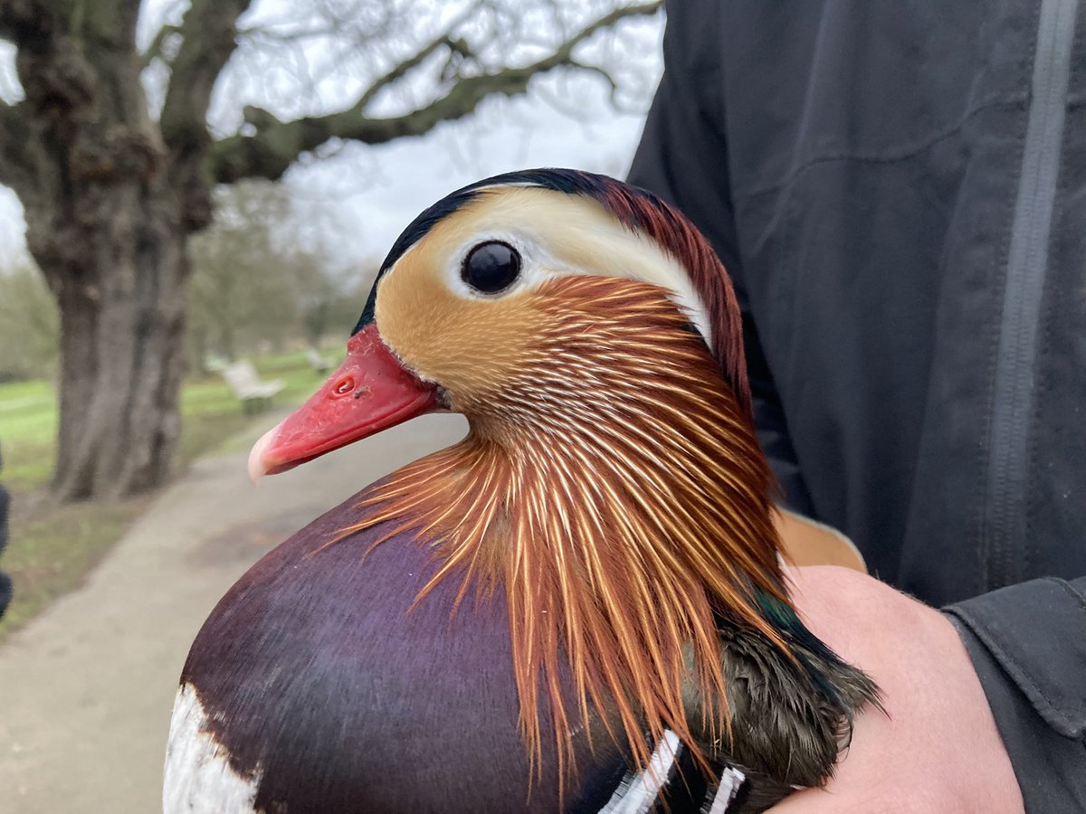 Bill Haines (West London Birding) tweet media