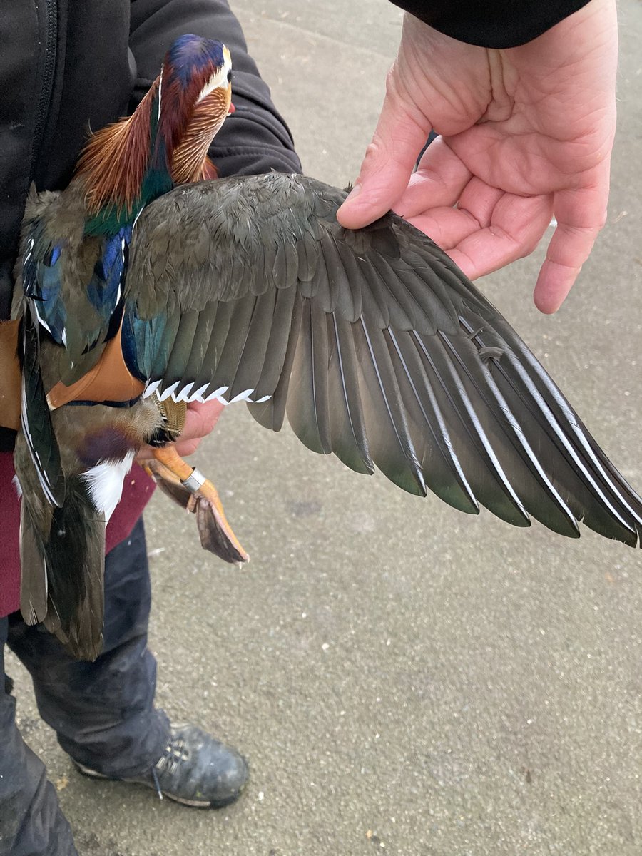 Bill Haines (West London Birding) tweet media