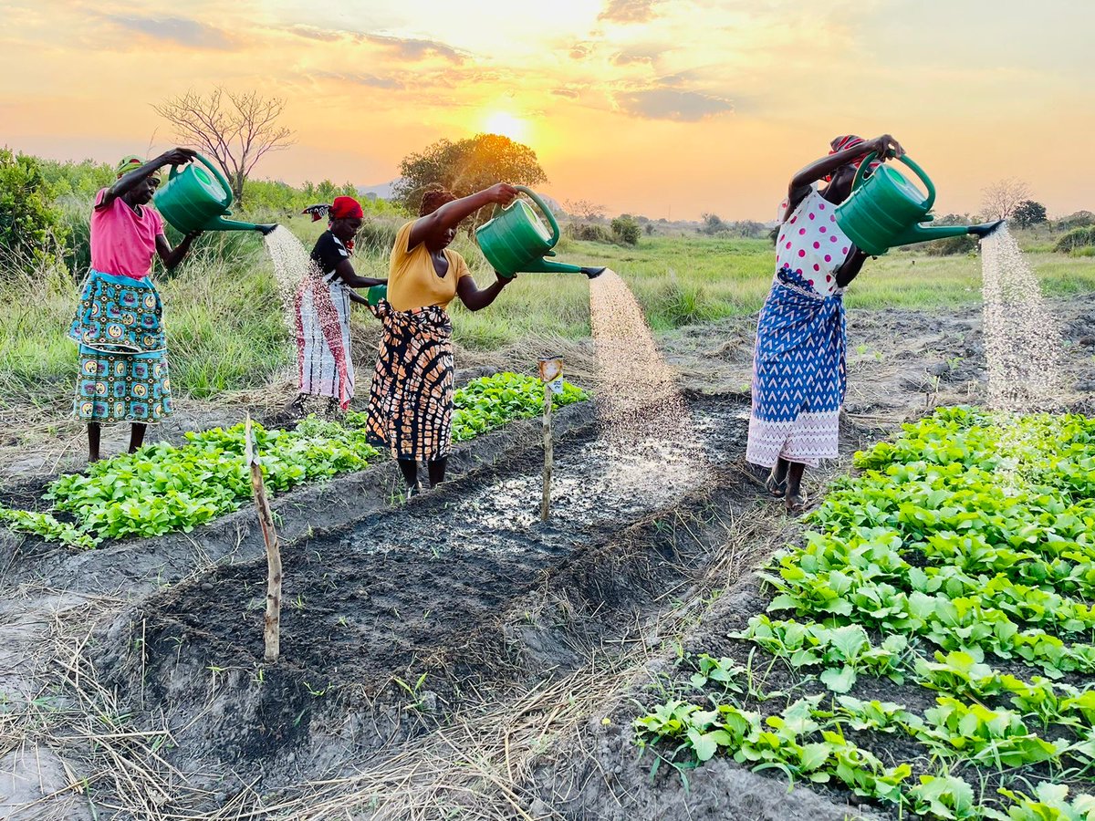 🌍 Supporting farmers in Mozambique with climate resilience! 🌱 Key strategies: de-risking investments, boosting financial inclusion, promoting safe disposal, and inclusive solutions. Learn more about our impactful work! 👉 Read the full blog: bit.ly/4gjaFQU