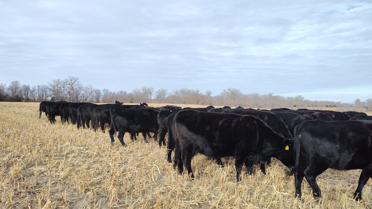 NEmyrich's tweet photo. #Swathgrazing 24-25 has begun. https://t.co/JP5SV4e6Qg