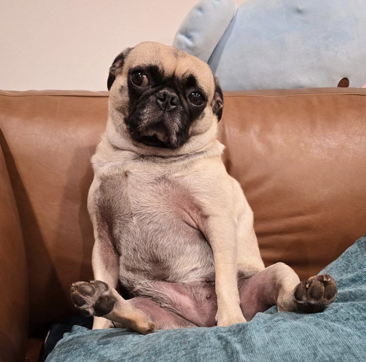 Crofadogs's tweet photo. 🚀 $Crofa 🐾 crooked face 🚀

Dog logic 101:

🐾 Own 10 toys — Play with a sock.

🐾 Bed is $100 — Sleep on the floor.

🐾 Human sits down — Instant emergency! 🚨😂

Tag your 'illogical' pup parent friends! And follow @CROFA for more daily laughs https://t.co/3JJuai4GAi