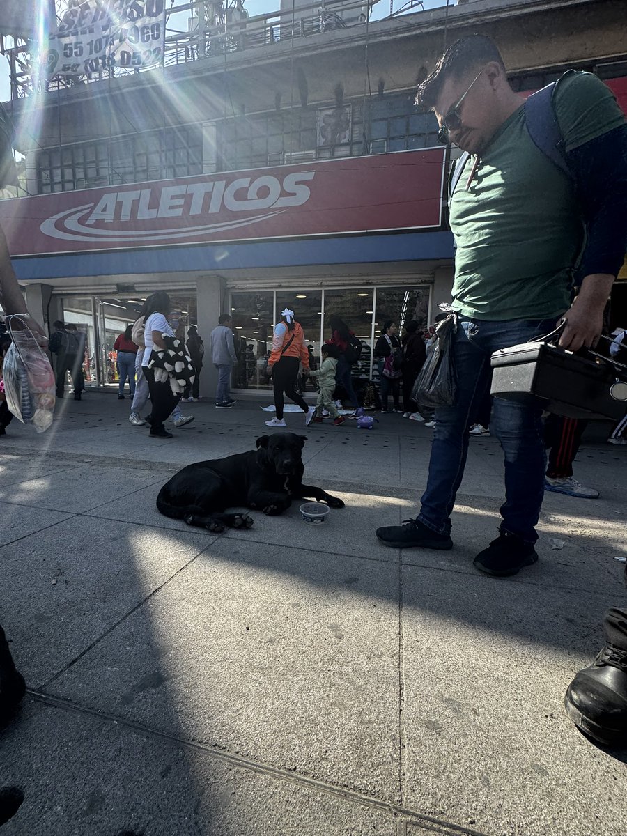 rbarriosfuentes's tweet photo. Son estudiantes de Veterinaria, en Neza, y hoy vienen a alimentar a los perritos de la Basílica de Guadalupe.

Les hacen una revisión, los alimentan y les ofrecen agua. 

Este perrito fue muy amigable con los alumnos. 🫶🏼 https://t.co/D0PvTe1DY5