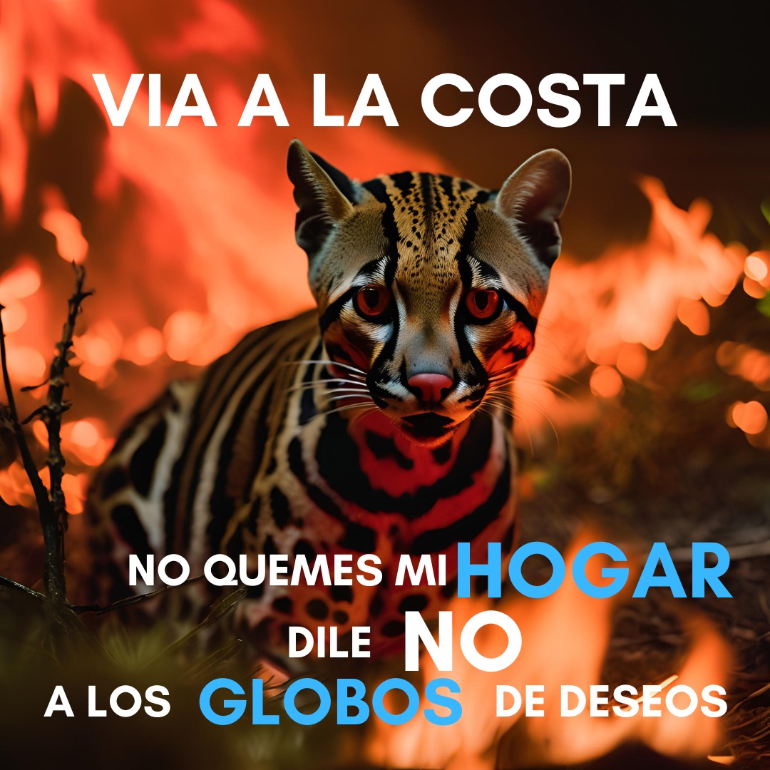 ViaLaCostaLucha's tweet photo. #ViaALaCosta dile NO a los Globos de deseos. Evitemos #incendiosforestales 
@BomberosGYE @alcaldiagye @PrefGuayas @goberguayasec https://t.co/XhzBnt5uFN