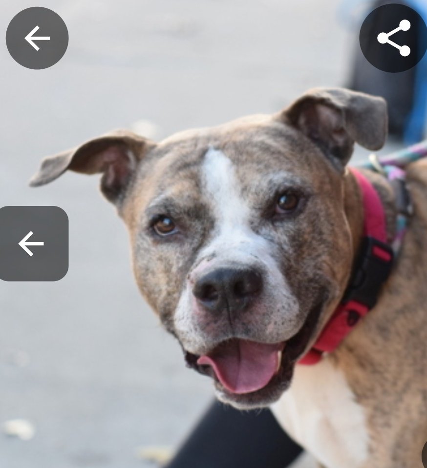 anja_brckner3's tweet photo. #Pepperjack is a sweet older #boy โค๏ธ
Bring him #HomefortheHolidays ๐๐ป
#SaveOurSeniors https://t.co/eTUUTb4Cfq