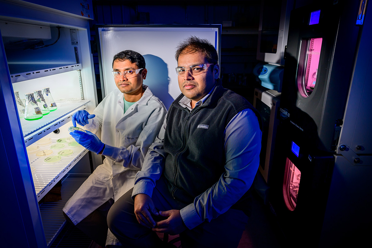 #ILLINOIS researchers found evidence indicating that chloroplasts may have originated as energy-generating organelles and later evolved to support carbon assimilation in plant cells. ▶️ go.illinois.edu/ChloroplastEvo…