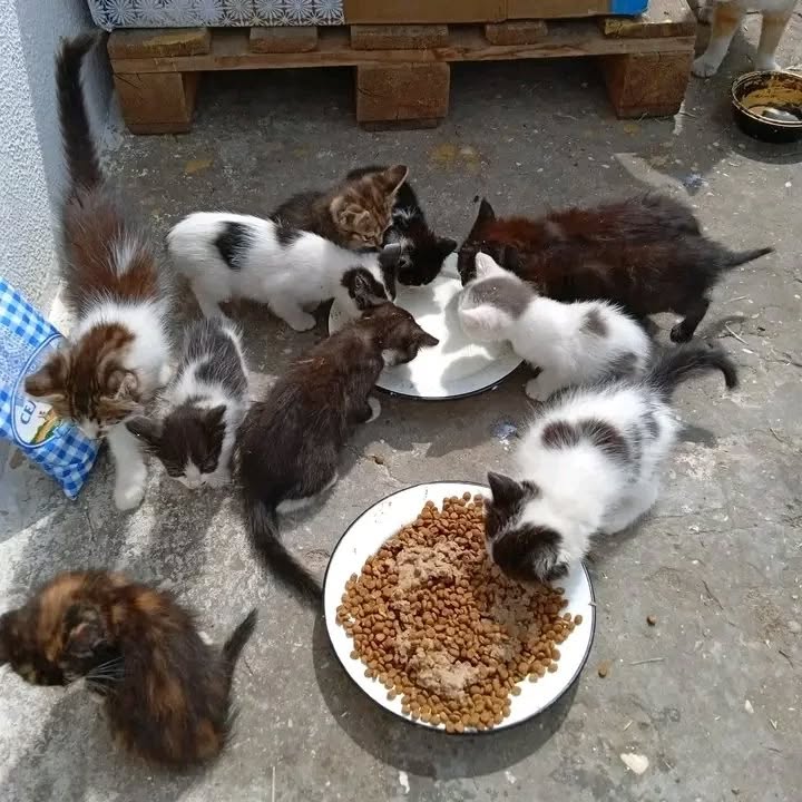 6356axiual96474's tweet image. ‼️URGENT APPEAL 🙏🆘🇺🇦
We are out of cat food the shelter cats again...
We spent a lot of funds to treat the blind kitties
Now we are unable to purchase more cat food for the shelter cats

PLEASE SUPPORT US THROUGH DONATING TO OUR FUNDRAISER LINK IN BIO

#donate #helpanimals